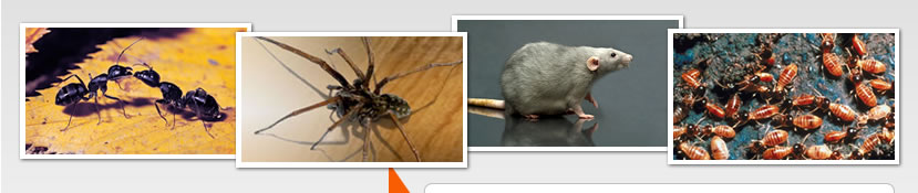 Guide To Home Improvement - Pest Control